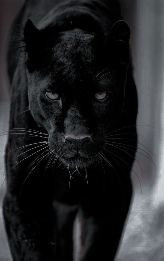 "الحارس الأسود" - طبعة فنية للفهد 